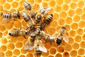 honeycomb-bees