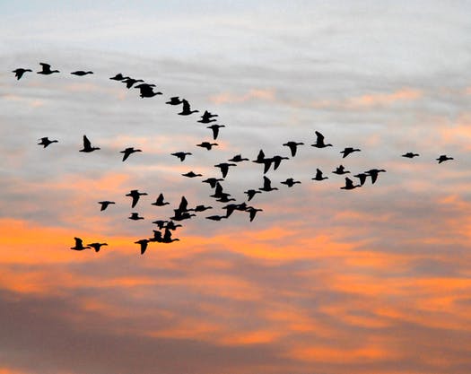 Get bird migration information in real time